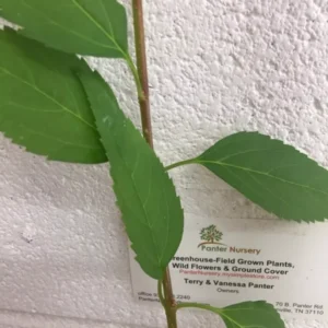 Forsythia Lynwood Gold Plant 4" Pot - Golden Bells Shrub