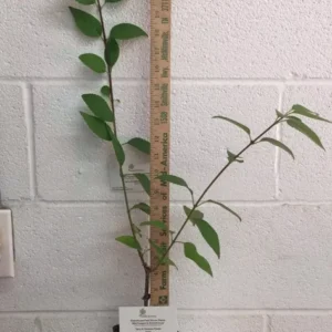 Forsythia Lynwood Gold Plant 4