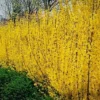 Forsythia Lynwood Gold Plant 4" Pot - Golden Bells Shrub