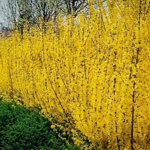 Forsythia Lynwood Gold Plant 4