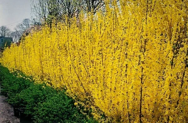 Forsythia Lynwood Gold Plant 4" Pot - Golden Bells Shrub