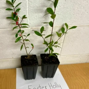 Foster Holly Plant 6-12 Inch in Quart Pot Evergreen Shrub