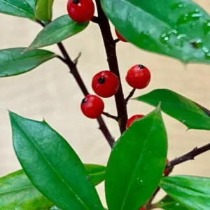 Foster Holly Plant 6-12 Inch in Quart Pot Evergreen Shrub
