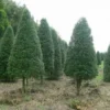 Foster Holly Plant 6-12 Inch in Quart Pot Evergreen Shrub