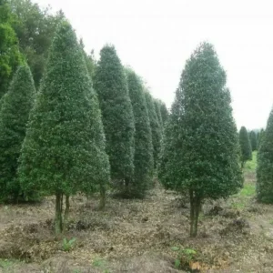 Foster Holly Plant 6-12 Inch in Quart Pot Evergreen Shrub