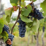 Fredonia Grape Vine - 1 Bare Root Live Plant - Early Concord Variety