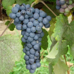 Fredonia Grape Vine - 1 Bare Root Live Plant - Early Concord Variety