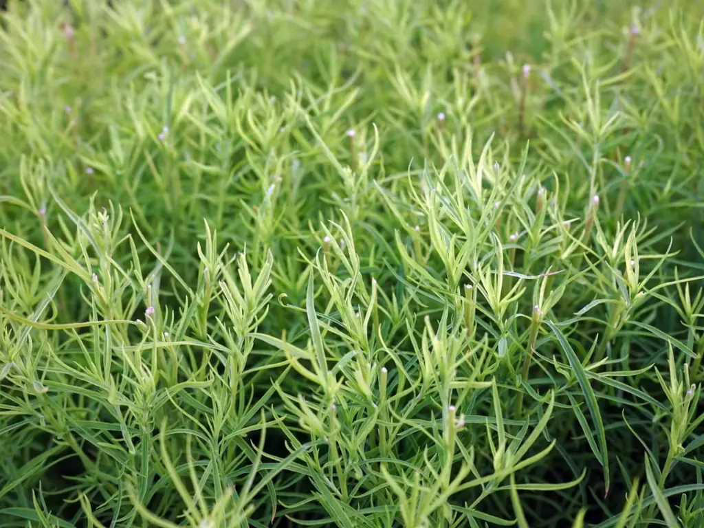 French Tarragon plants