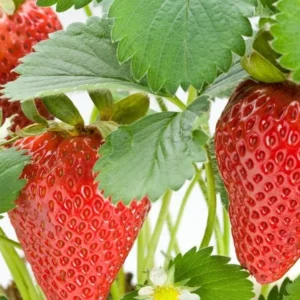 Fruit Garden Collection - Raspberry, Blackberry, Blueberry, Strawberry Plants