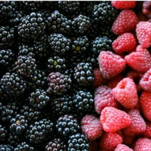 Fruit Garden Collection - Raspberry, Blackberry, Blueberry, Strawberry Plants