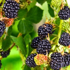 Fruit Garden Collection - Raspberry, Blackberry, Blueberry, Strawberry Plants