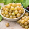 Fry Muscadine Grape Vine - 2 Year Old Bare Root Live Plant 1-2ft