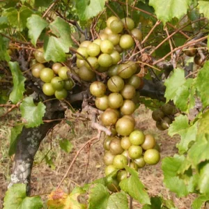 Fry Muscadine Grape Vine - 2 Year Old Bare Root Live Plant 1-2ft