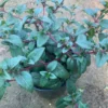 Fuchsia Blue Eyes Live Plant - 1 Gallon Pot - Pink & Blue Flowers