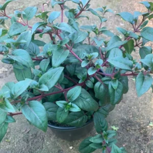 Fuchsia Blue Eyes Live Plant - 1 Gallon Pot - Pink & Blue Flowers