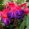 Fuchsia Voodoo Live Plant - 6 Inch Pot - Purple Fuchsia Flowers