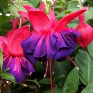 Fuchsia Voodoo Live Plant - 6 Inch Pot - Purple Fuchsia Flowers