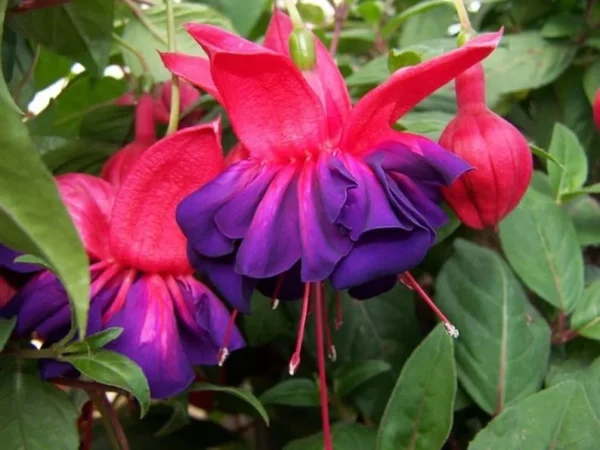 Fuchsia Voodoo Live Plant - 6 Inch Pot - Purple Fuchsia Flowers
