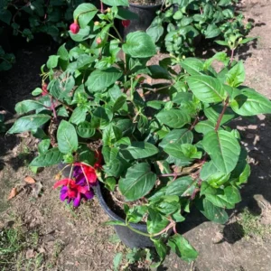 Fuchsia Voodoo Live Plant - 6 Inch Pot - Purple Fuchsia Flowers