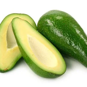 Fuerte Avocado Tree - Grafted Plant - 1 Feet Tall - 6 Inch Pot