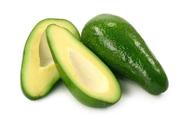 Fuerte Avocado Tree - Grafted Plant - 1 Feet Tall - 6 Inch Pot