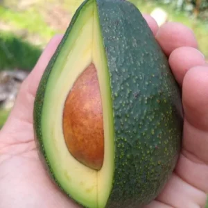 Fuerte Avocado Tree - Grafted Plant - 1 Feet Tall - 6 Inch Pot