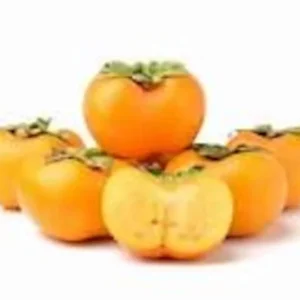 Fuyu Persimmon Tree - 3 Gallon 4 Feet - Sweet Fruit Tree - Not Ship CA