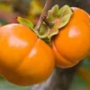 Fuyu Persimmon Tree - 3 Gallon 4 Feet - Sweet Fruit Tree - Not Ship CA