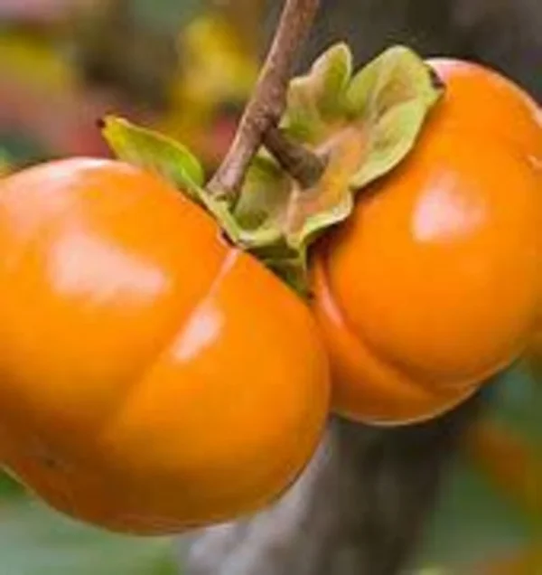 Fuyu Persimmon Tree - 3 Gallon 4 Feet - Sweet Fruit Tree - Not Ship CA