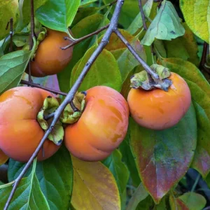 Fuyu Persimmon Tree - Grafted Fruit Tree - 3 ft Tall - 3 Gallon Pot