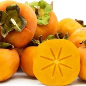 Fuyu Persimmon Tree - Grafted Fruit Tree - 3 ft Tall - 3 Gallon Pot