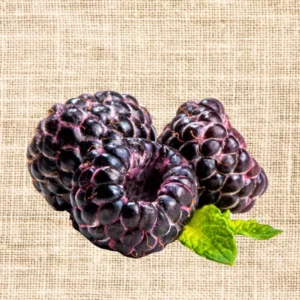 Thornless Black Raspberry Plants - 2 Tahi Raspberry Plugs for Easy Growing