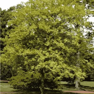Pin Oak Tree - 2-3' Live Bareroot Plants - Pyramidal Shape - Fall Color