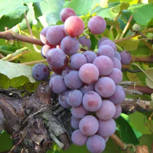 Grape Vine Collection: Concord, Catawba, Niagara - Bare Root Live Plant - Preorder April Shipping