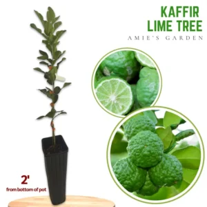 Kaffir Lime Tree - Live Grafted Citrus Plant - 2 to 3 Feet - For Indoor/Outdoor Gardening - Fragrant Leaves - Not Ship CA