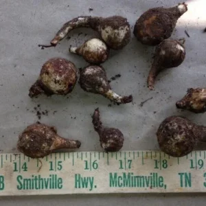 Wild Daffodil Bulbs 100 Pack - Lent Lily Buttercup - Spring Blooms