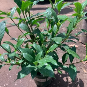 Gardenia August Beauty Live Plant - Double White Jasmine Flower Plant - 1 Gal Pot