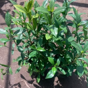 Gardenia August Beauty Live Plant - Double White Jasmine Flower Plant - 1 Gal Pot