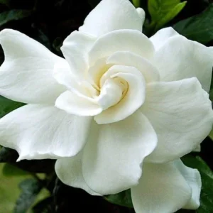 Gardenia August Beauty Live Plant - Double White Jasmine Flower Plant - 1 Gal Pot