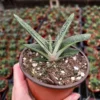 Gasteria Little Warty Succulent Plant Live Rare 4'' Pot