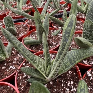 Gasteria Little Warty Succulent Plant Live Rare 4'' Pot