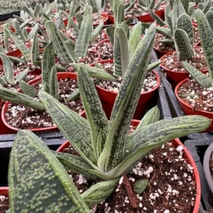 Gasteria Little Warty Succulent Plant Live Rare 4'' Pot