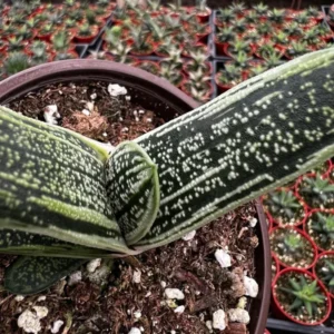 Gasteria Little Warty Succulent Plant Live Rare 4'' Pot