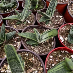 Gasteria Little Warty Succulent Plant Live Rare 4'' Pot