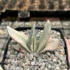 Gasteria Sakura Fuji Variegated Succulent Rare Plant 3.5" Pot
