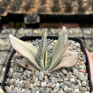 Gasteria Sakura Fuji Variegated Succulent Rare Plant 3.5
