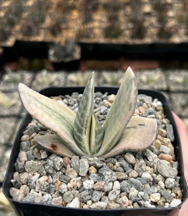 Gasteria Sakura Fuji Variegated Succulent Rare Plant 3.5" Pot