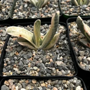 Gasteria Sakura Fuji Variegated Succulent Rare Plant 3.5" Pot