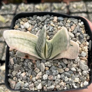 Gasteria Sakura Fuji Variegated Succulent Rare Plant 3.5