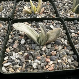 Gasteria Sakura Fuji Variegated Succulent Rare Plant 3.5